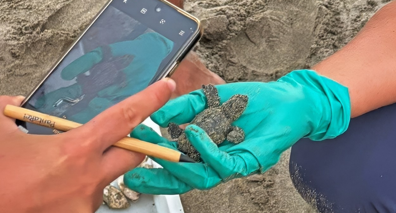Laigueglia: concluso il primo nido di tartaruga marina presso i Bagni Aurora